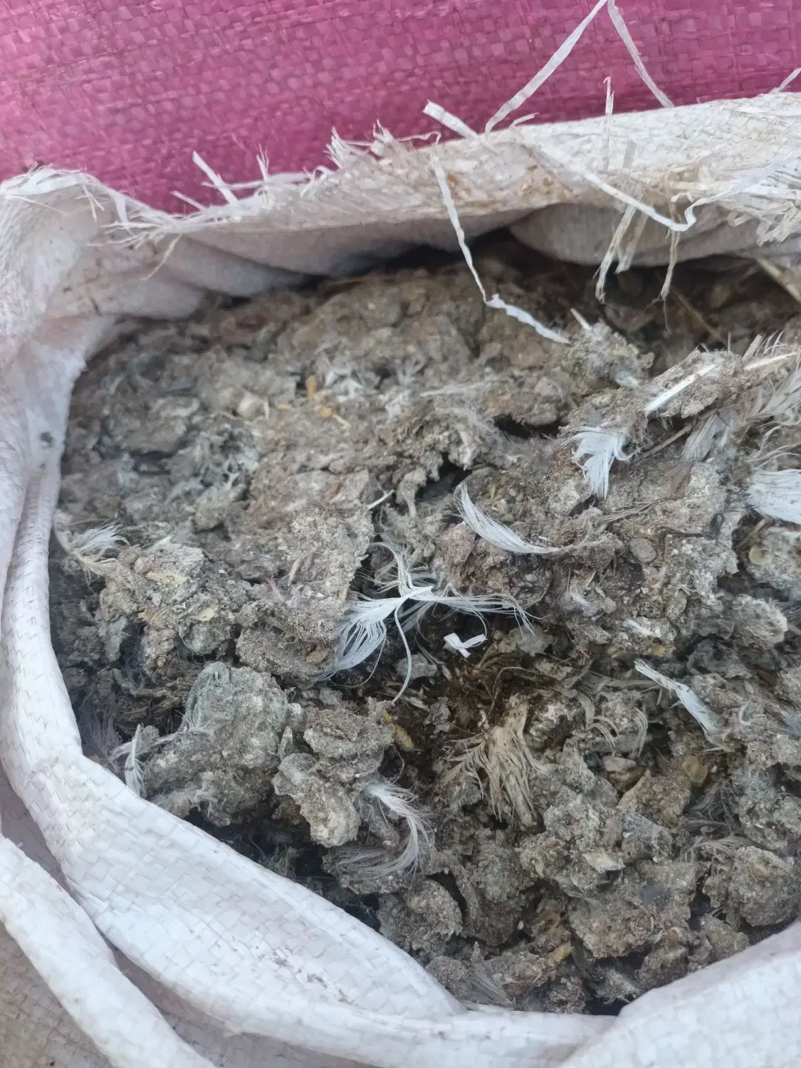 کود کبوتر|گل و گیاه طبیعی|تاکستان, |دیوار