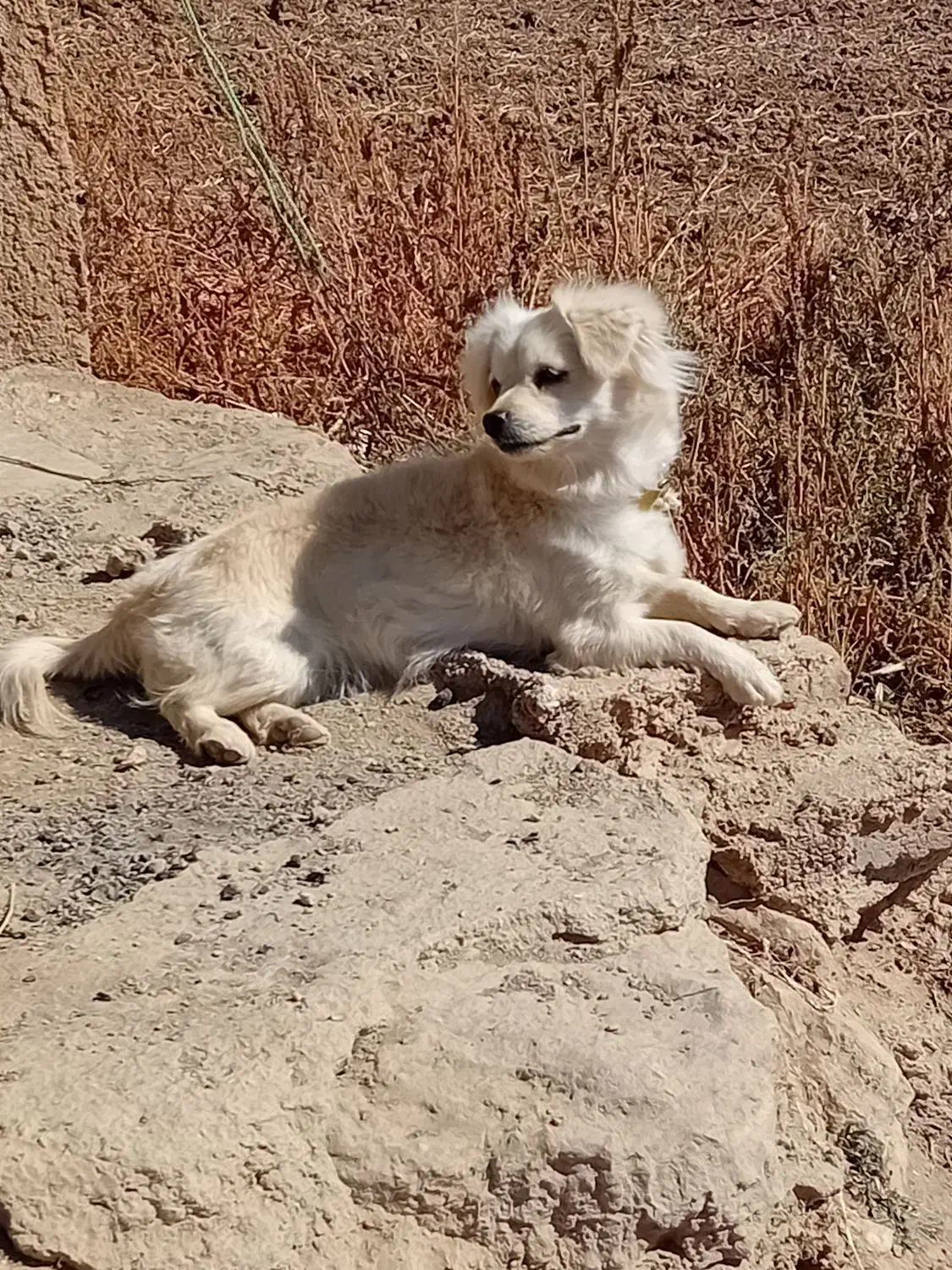 سگ پشمالو لاس|سگ|لاران, |دیوار