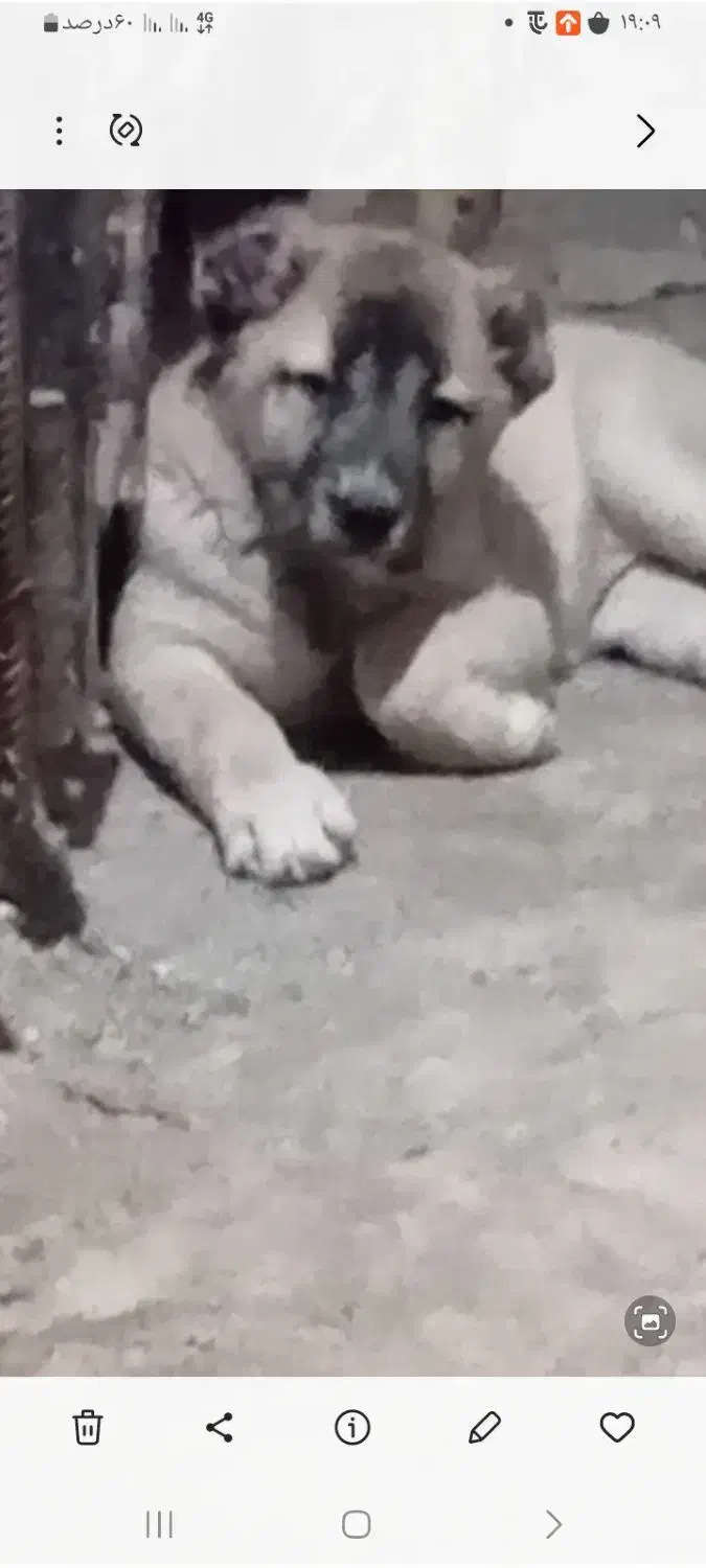 اواگذاری توله الابای|سگ|لنگرود, |دیوار