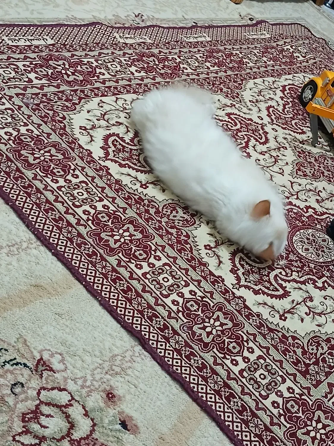 گربه پرشین|گربه|سمنان, |دیوار