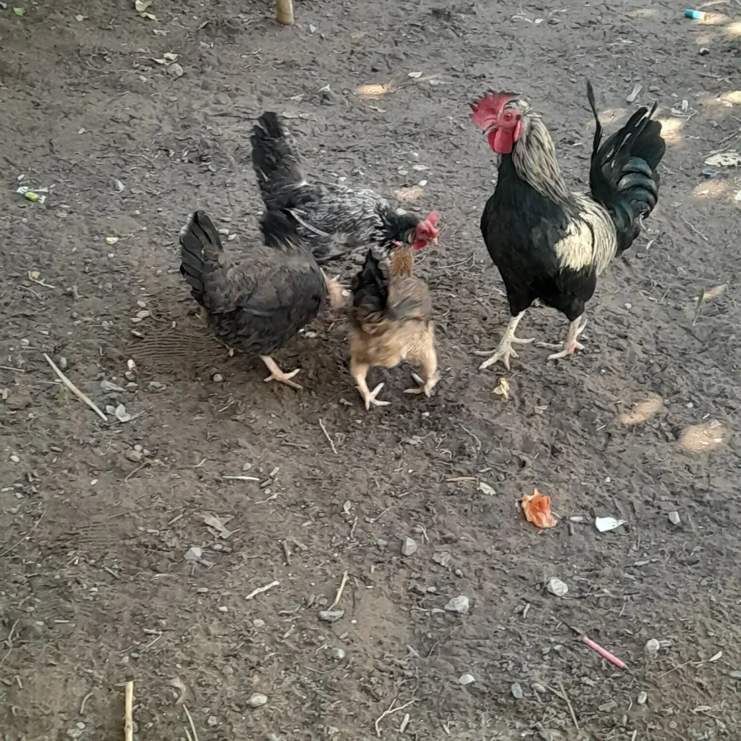 مورغ|حیوانات مزرعه|بم, |دیوار