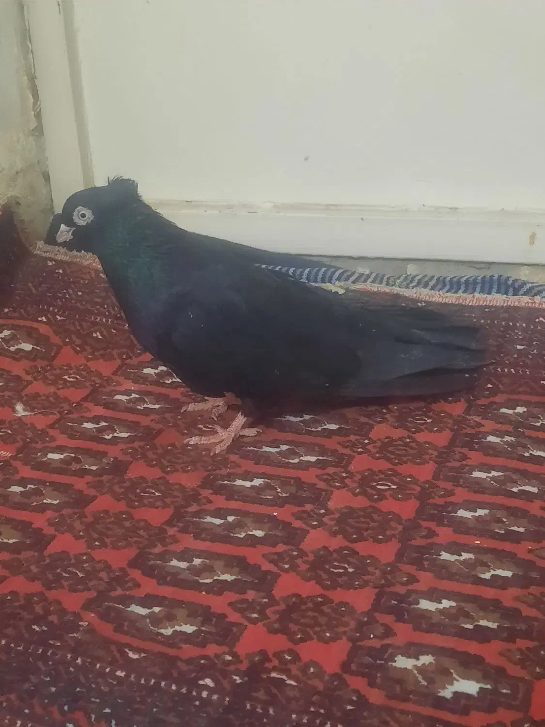 ذاغ صرب|پرنده|ساوه, |دیوار