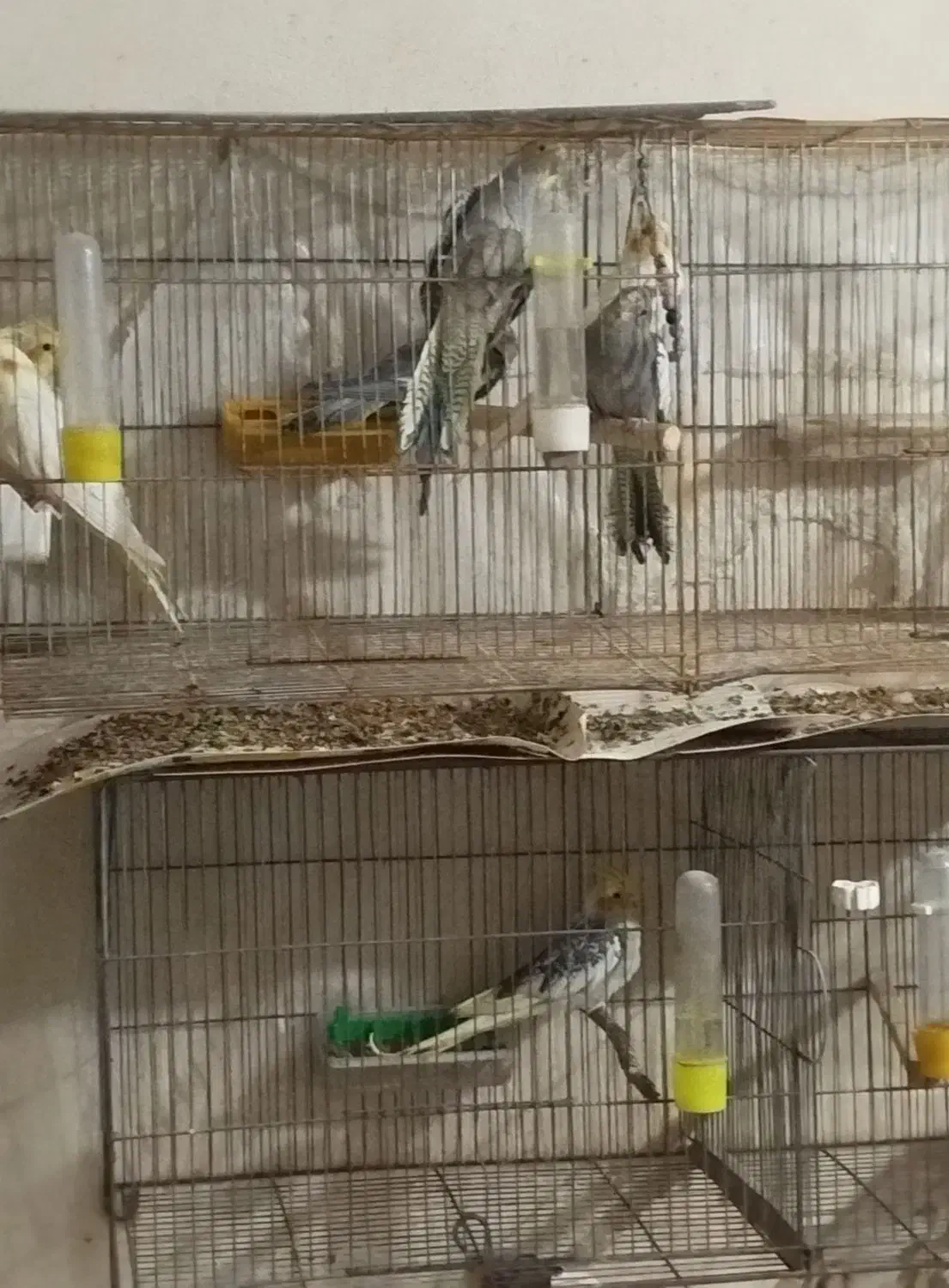 عروس هلندی|پرنده|رشت, نخودچر|دیوار