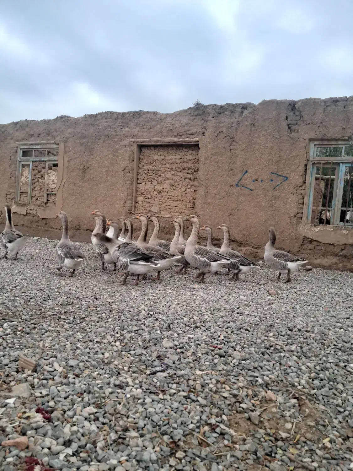 قو غاز|حیوانات مزرعه|سنگدوین, |دیوار