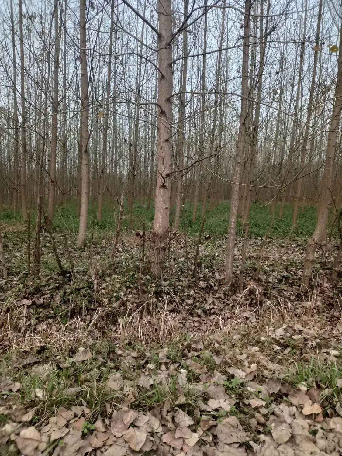 خرید چوب صنور|خدمات باغبانی و درختکاری|بندر انزلی, چهارفریضه|دیوار