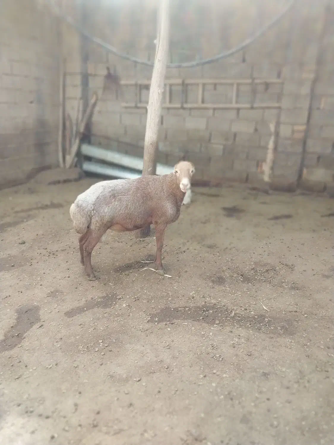 قوچ مغان|حیوانات مزرعه|دینور, |دیوار