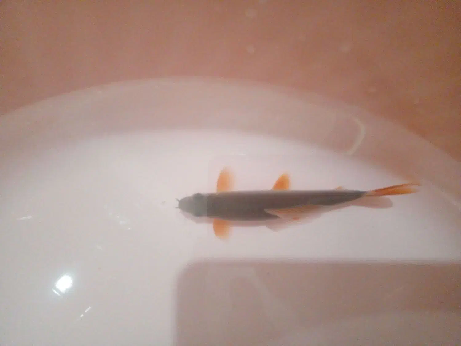 ماهی|ماهی|تبریز, |دیوار