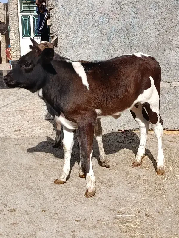 گاو گوساله گوسفند بز بره گاومیش درشادگان|حیوانات مزرعه|شادگان, |دیوار