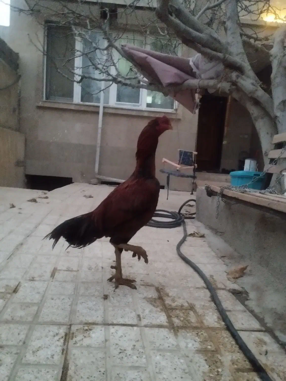 فروش مرغ و خروس لاری اصیل|حیوانات مزرعه|بجنورد, |دیوار