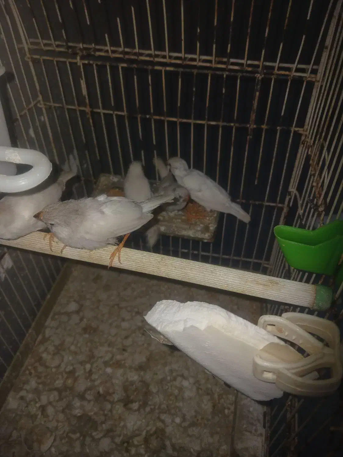 فنچ|پرنده|رشت, پستک|دیوار