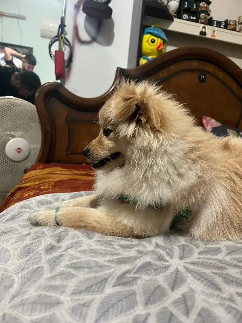 سگ پامر ماده|سگ|رشت, گلسار|دیوار