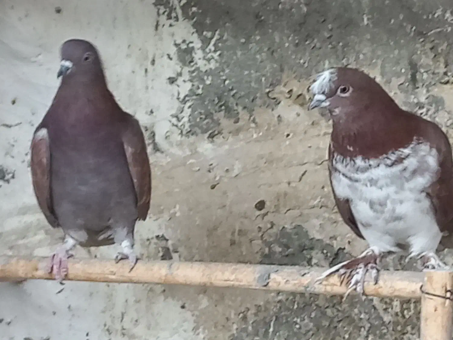 کبوترپرشی|پرنده|قم, زینبیه|دیوار