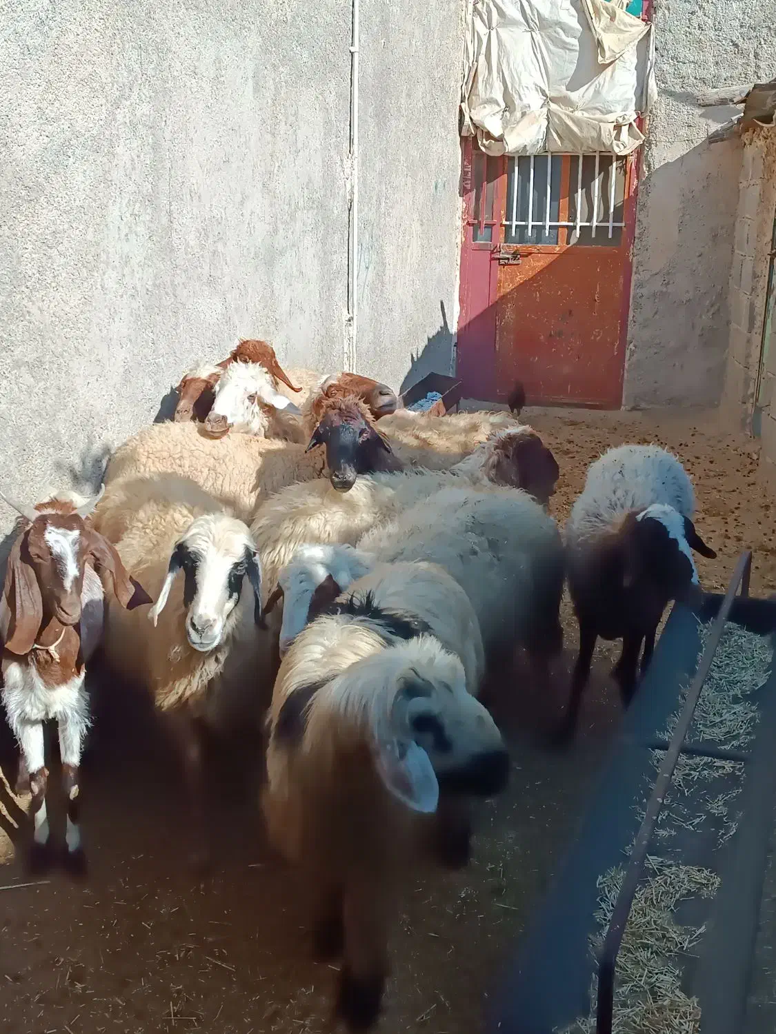 8میش جوان وآبستن|حیوانات مزرعه|سیوان, |دیوار