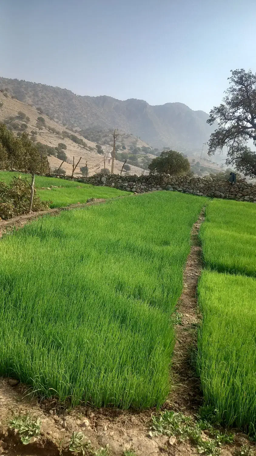 فروش تیم پیاز|خوردنی و آشامیدنی|چاروسا, |دیوار