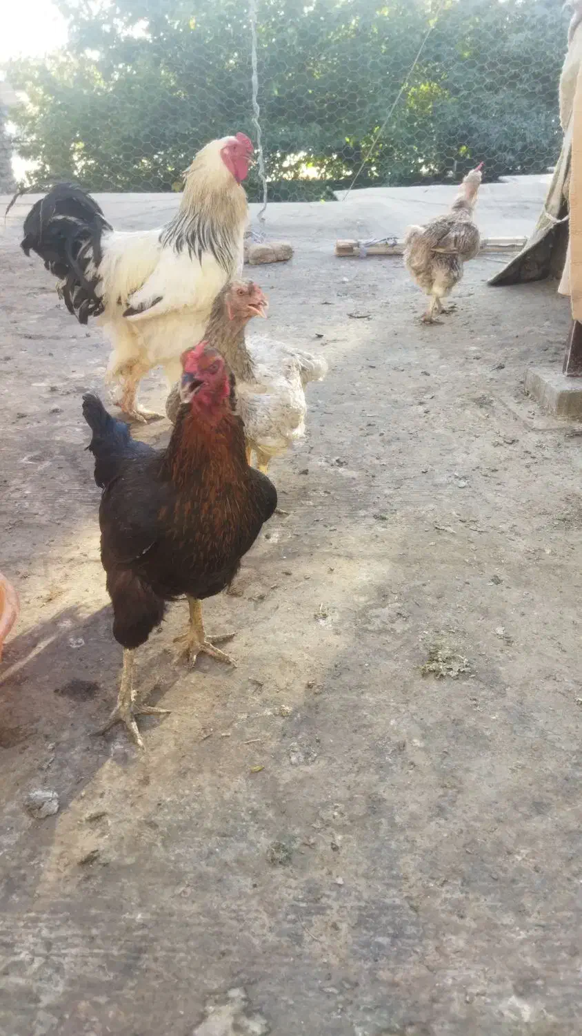 مرغ وخروس برهما مرندی لاری|حیوانات مزرعه|مشهد, نیزه|دیوار