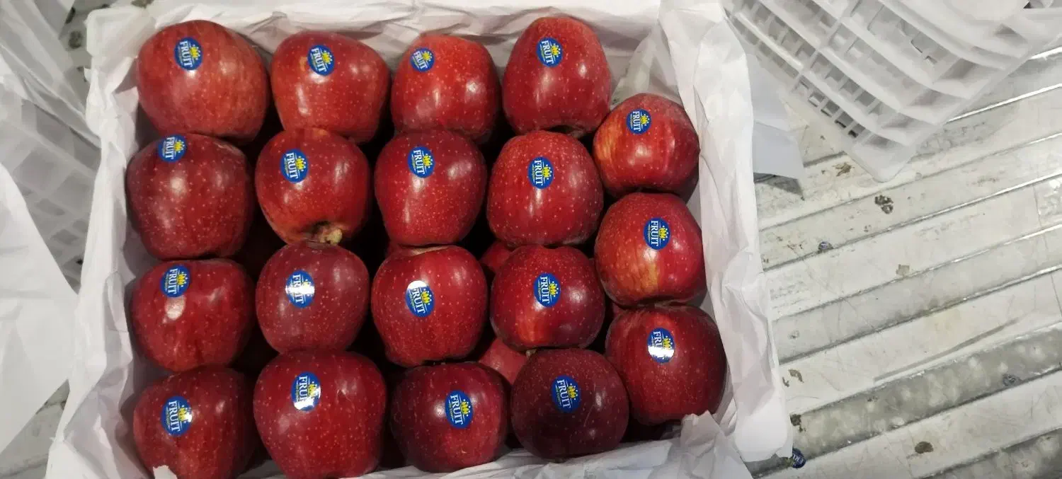 کاردسردخانه سیب چیدن داخل جعبه سیب|استخدام خدمات فروشگاه و رستوران|پیرانشهر, |دیوار