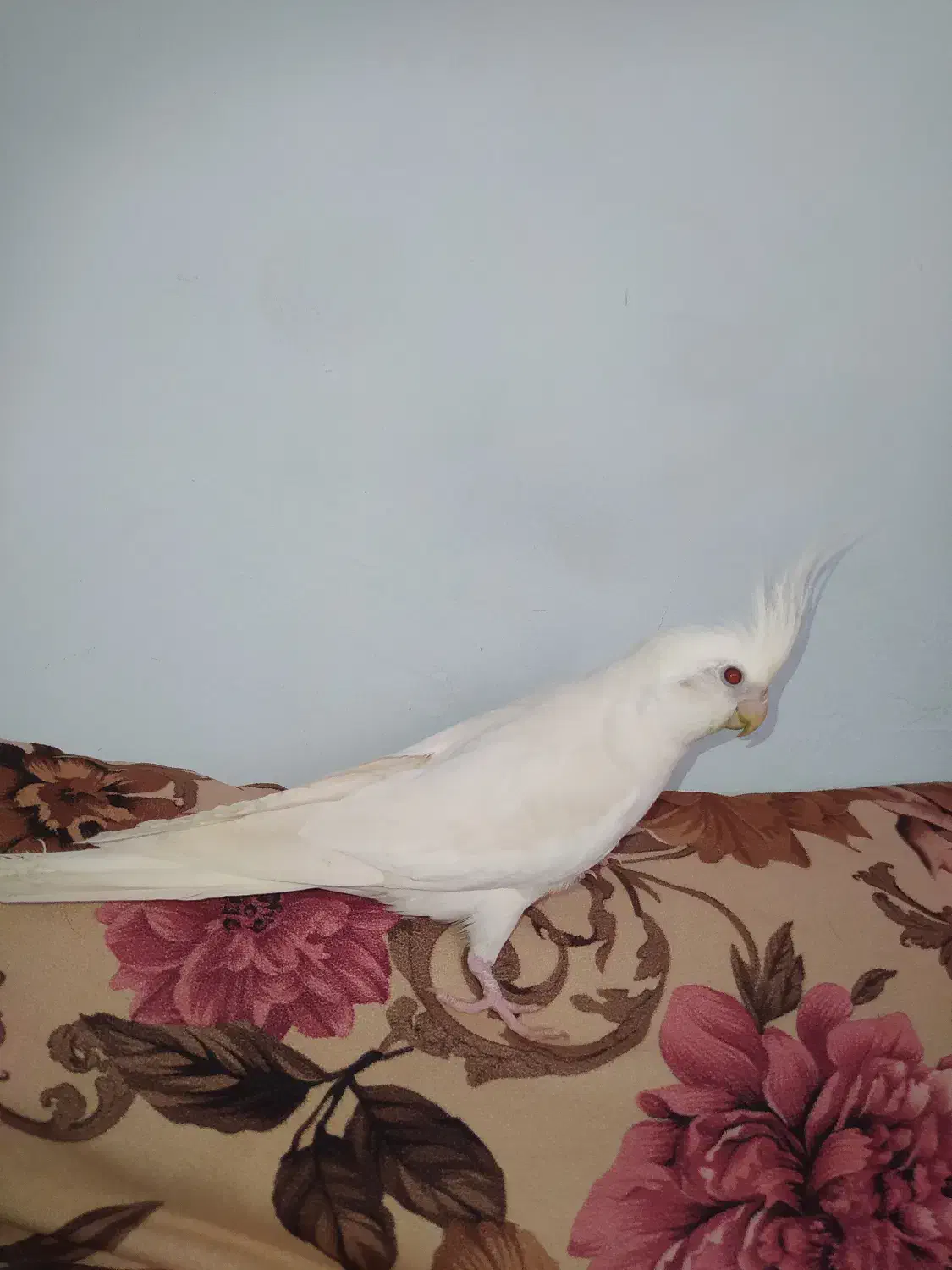 عروس هلندی نر البینو|پرنده|ملایر, |دیوار