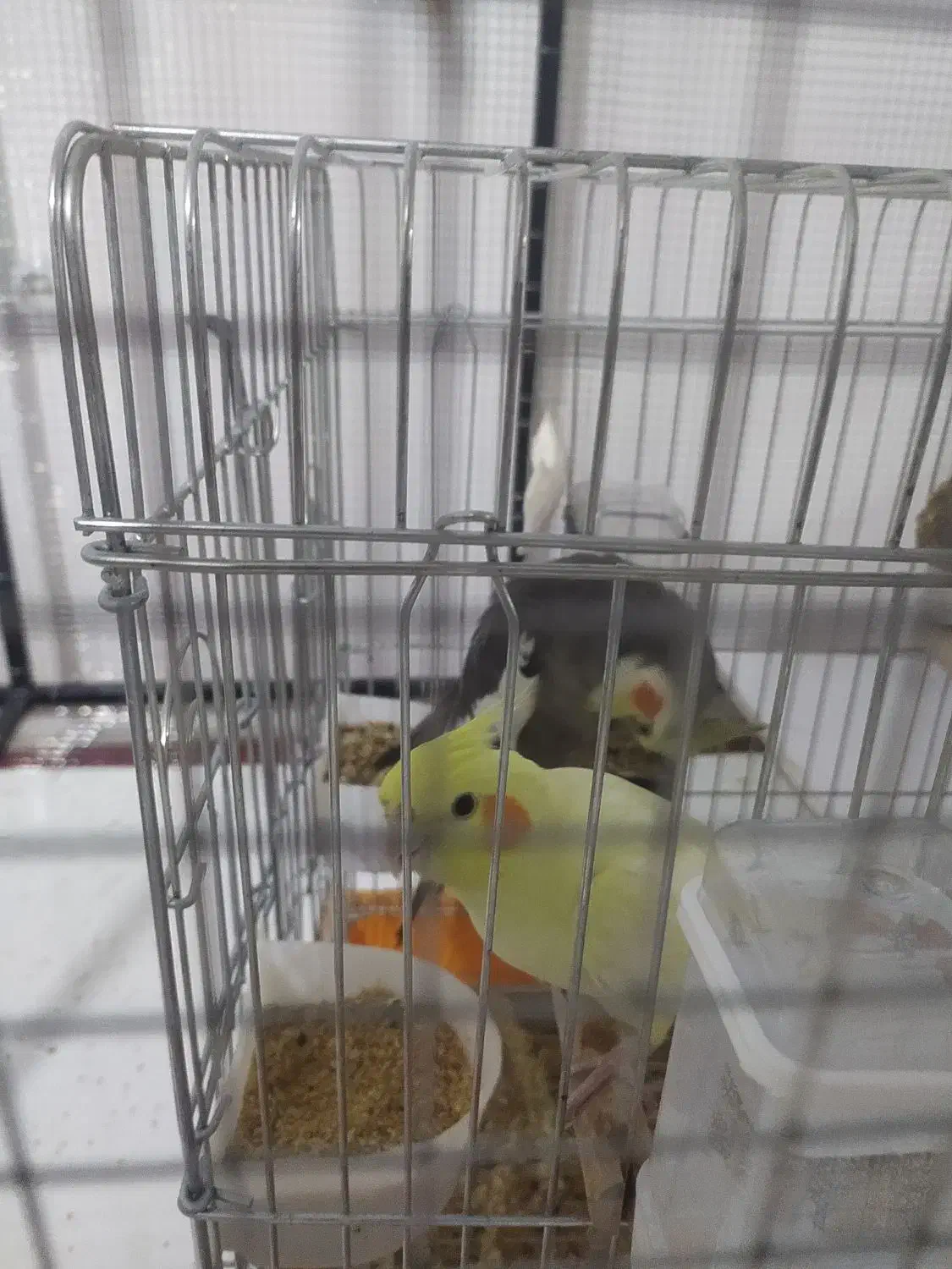 فروش قفس|لوازم جانبی حیوانات|شیراز, گویم|دیوار