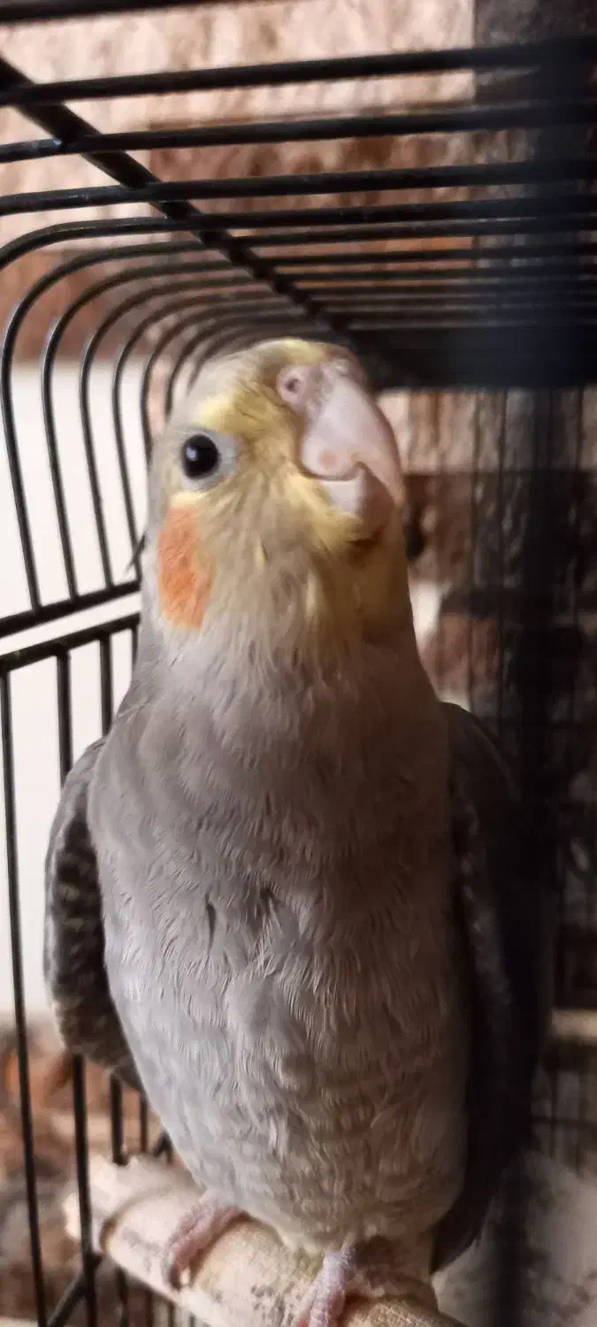 عروس هلندی نر ۶ ماهه|پرنده|رشت, معلولین|دیوار