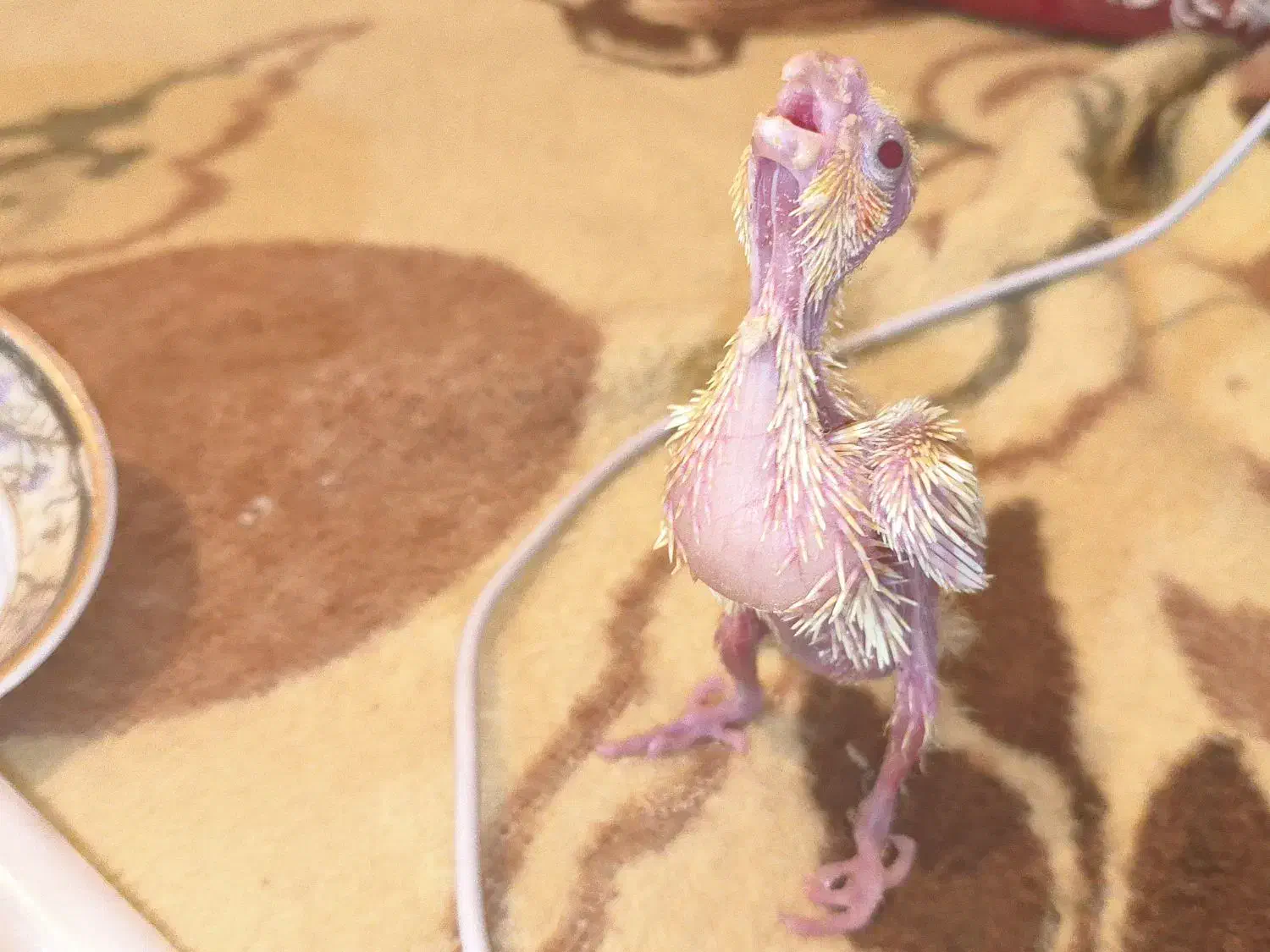 جوجه عروس هلندی سرلاکی|پرنده|مرودشت, پشت سایپا|دیوار