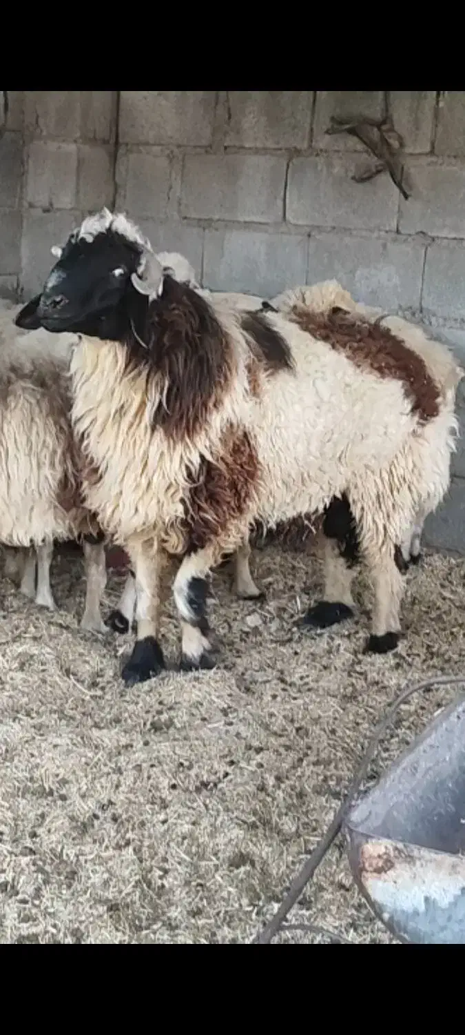 قوچ شیرازی ـ جمل یار ،|حیوانات مزرعه|چاه مرید, |دیوار