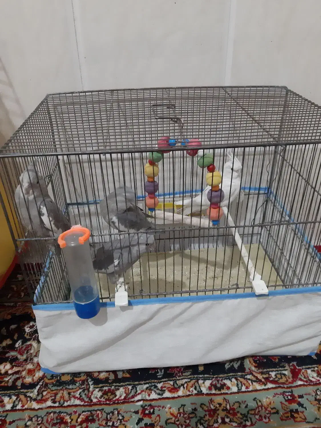 جوجه عروس هلندی|پرنده|قم, نیروگاه|دیوار