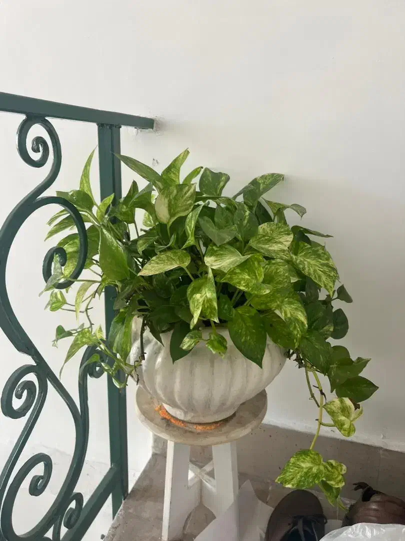 فروش گل آپارتمانی با گلدان|گل و گیاه طبیعی|رشت, فلسطین|دیوار