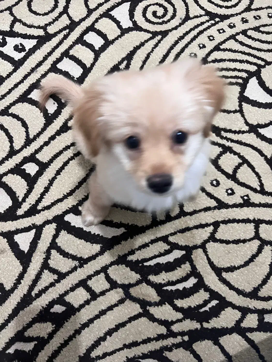 اشپیتز نر|سگ|رشت, شهرک صبا|دیوار