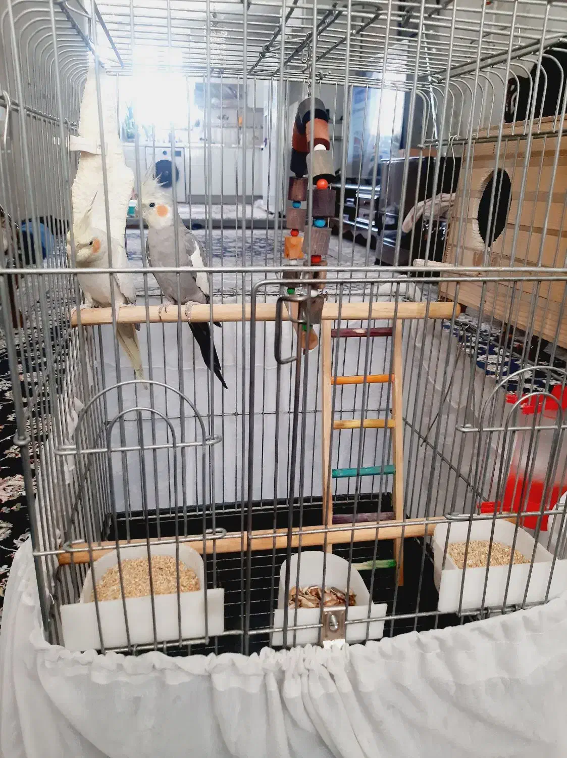 عروس هلندی|پرنده|بهارستان, |دیوار