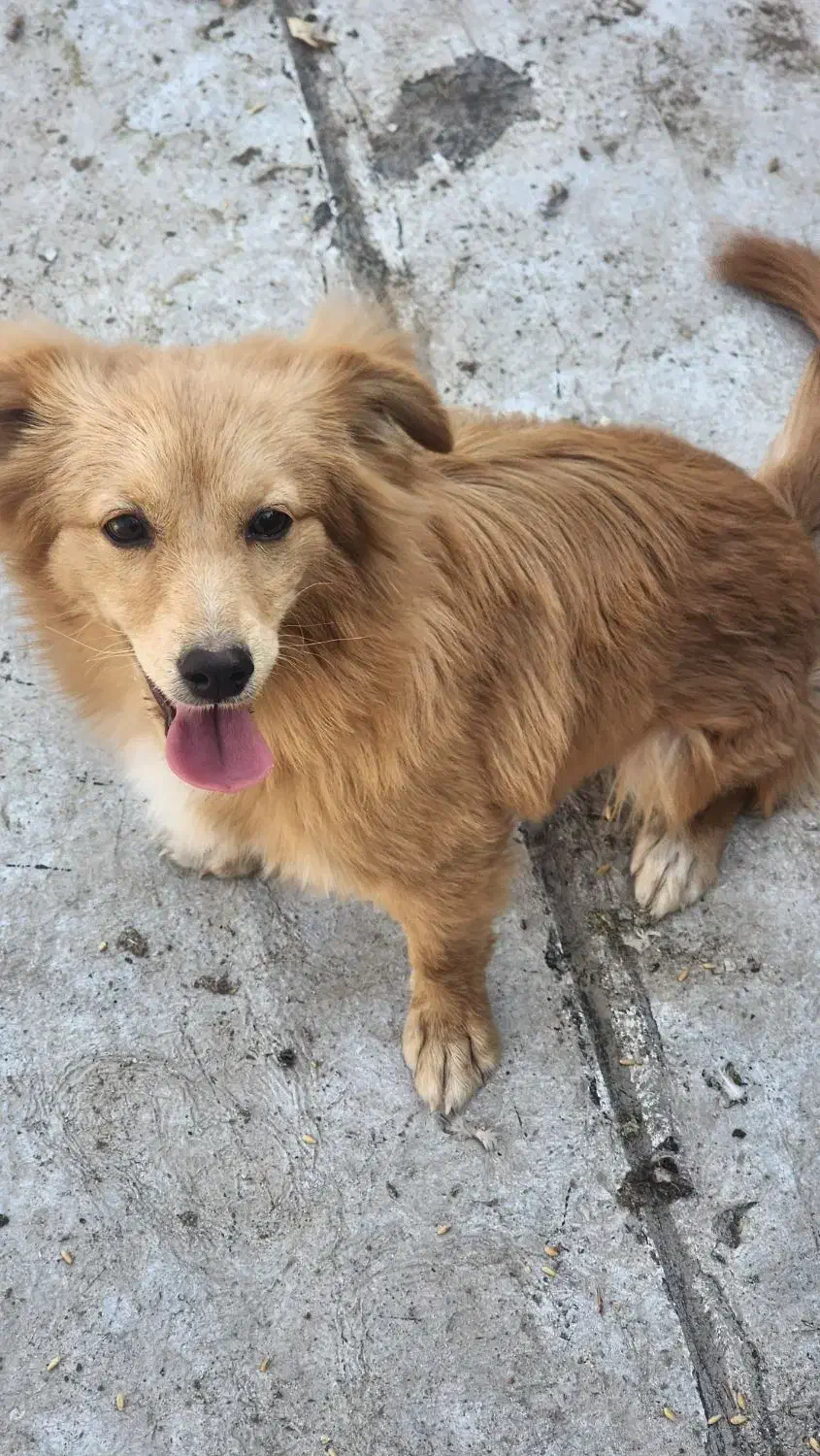 سگ پاکوتاه نر|سگ|کاشان, الغدیر|دیوار