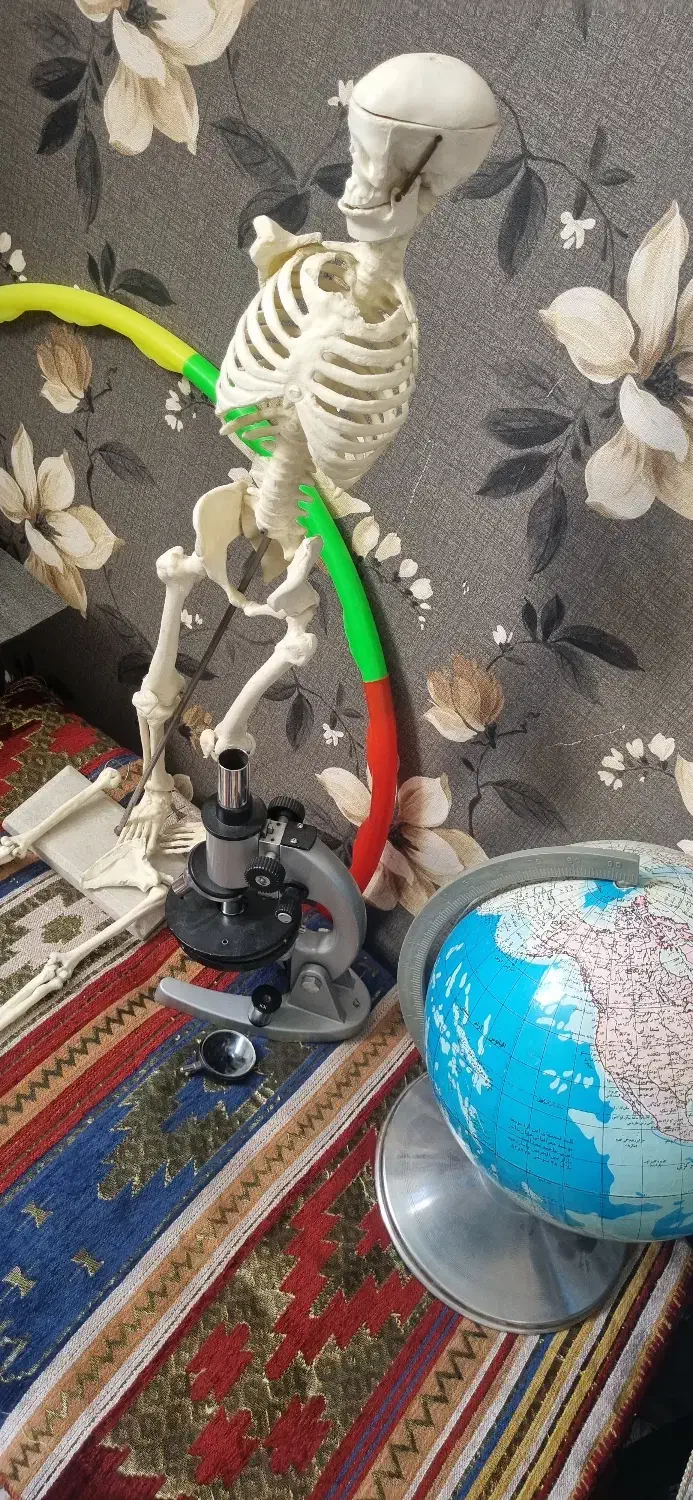 مولار اسکلت و آناتومی بدن میکروسکوپ کره|کلکسیون و سرگرمی|مشهد, دانشگاه فردوسی|دیوار