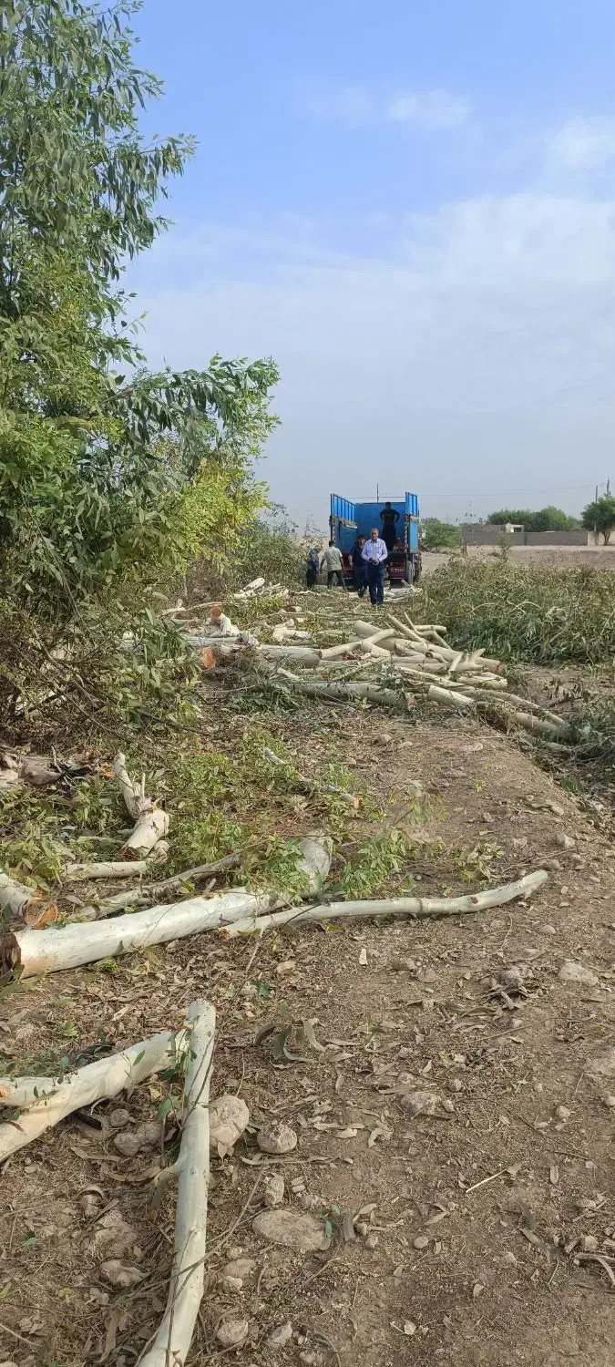 خریدار چوب،درخت|خدمات باغبانی و درختکاری|دزفول, |دیوار