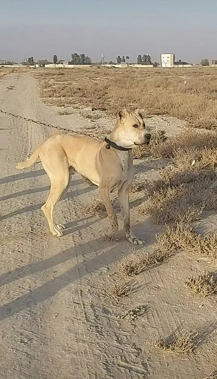 گمشده|حیوانات|چناران, |دیوار