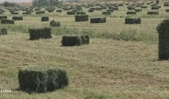 یونجه|لوازم جانبی حیوانات|چمران, |دیوار