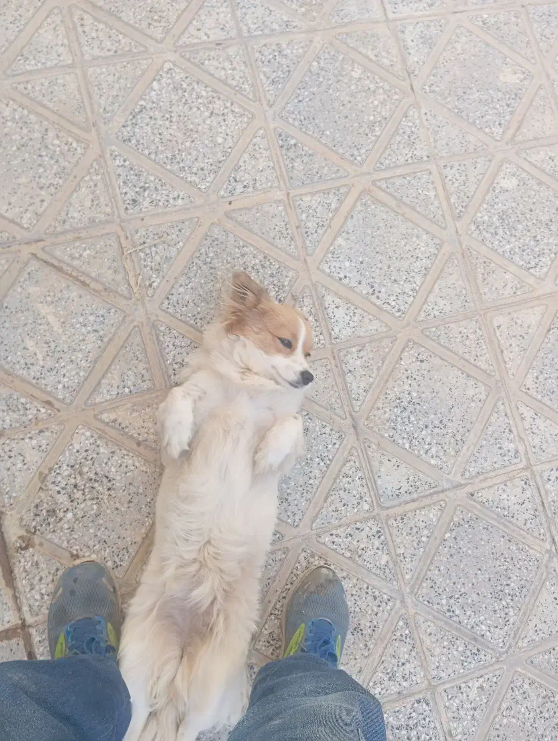 سگ اشپیتژ ماده|سگ|بروجرد, |دیوار