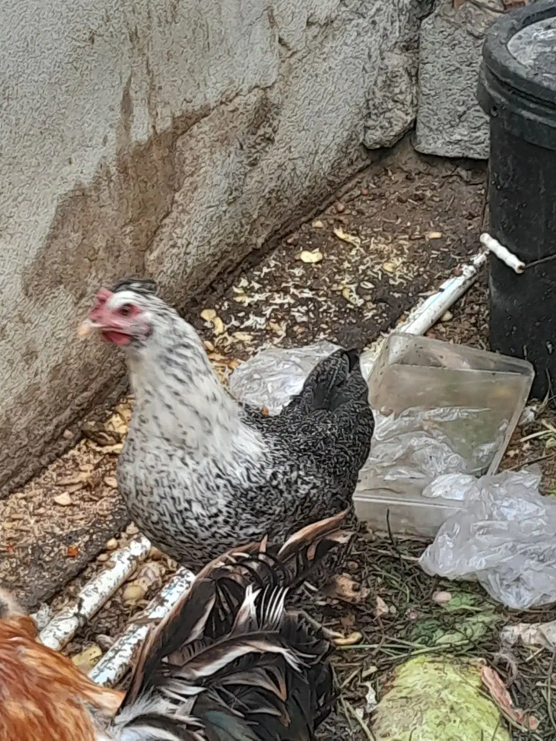 مرغ گلین|حیوانات مزرعه|بوشهر, |دیوار