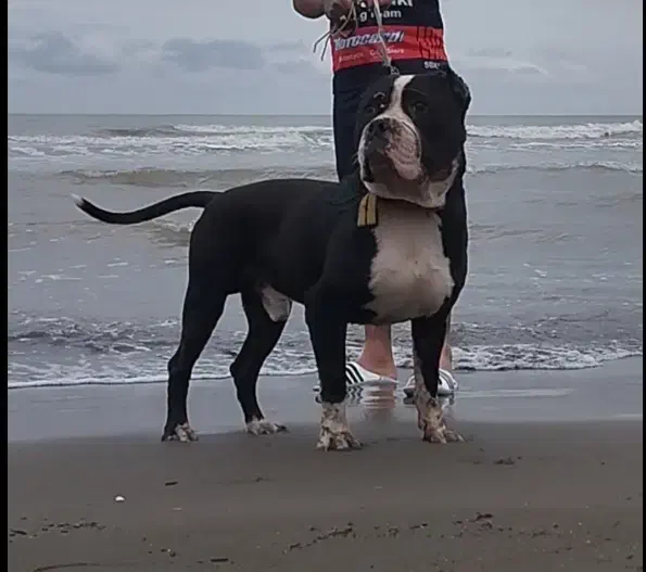 سگ پژدر|سگ|مشهد, امیریه|دیوار