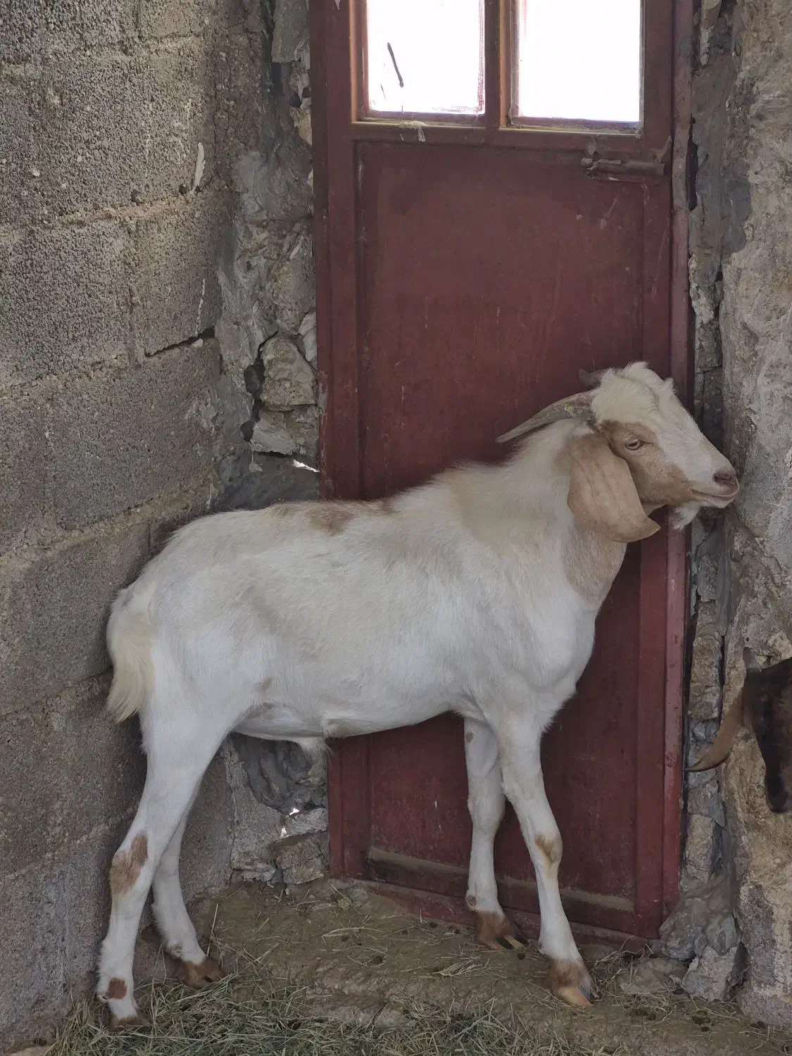 کهره نر|حیوانات مزرعه|بندر دیر, |دیوار