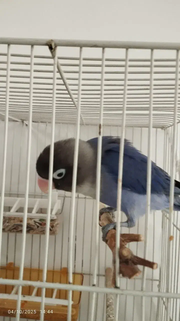 کوتوله برزیلی فوق دستی|پرنده|تربت جام, نظامی|دیوار