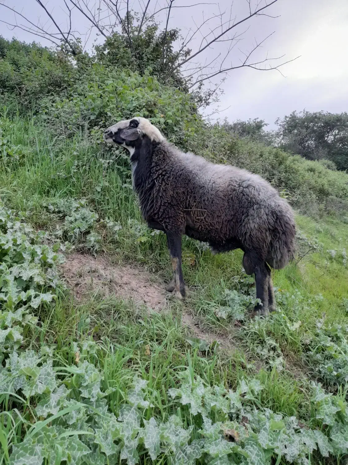 قوچ گوسفند نر بره قوچ|حیوانات مزرعه|نکا, |دیوار