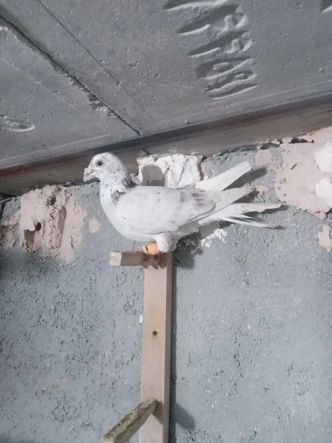 کبوتر|پرنده|اسفراین, |دیوار