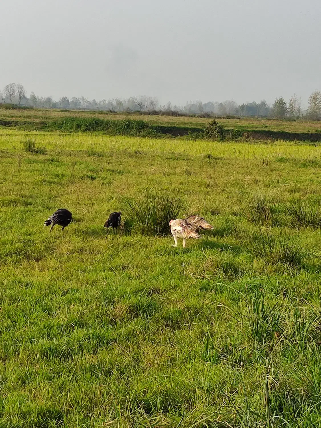 بوقلمون|حیوانات مزرعه|لاهیجان, بازکیاگوراب|دیوار