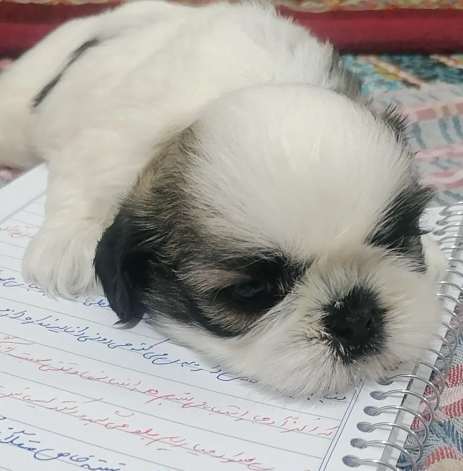 سگ شیتزو|سگ|کرمان, |دیوار