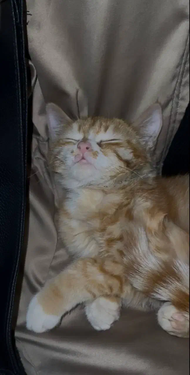 گربه ترکیب تورتورایس و dsh ماده|گربه|زنجان, |دیوار