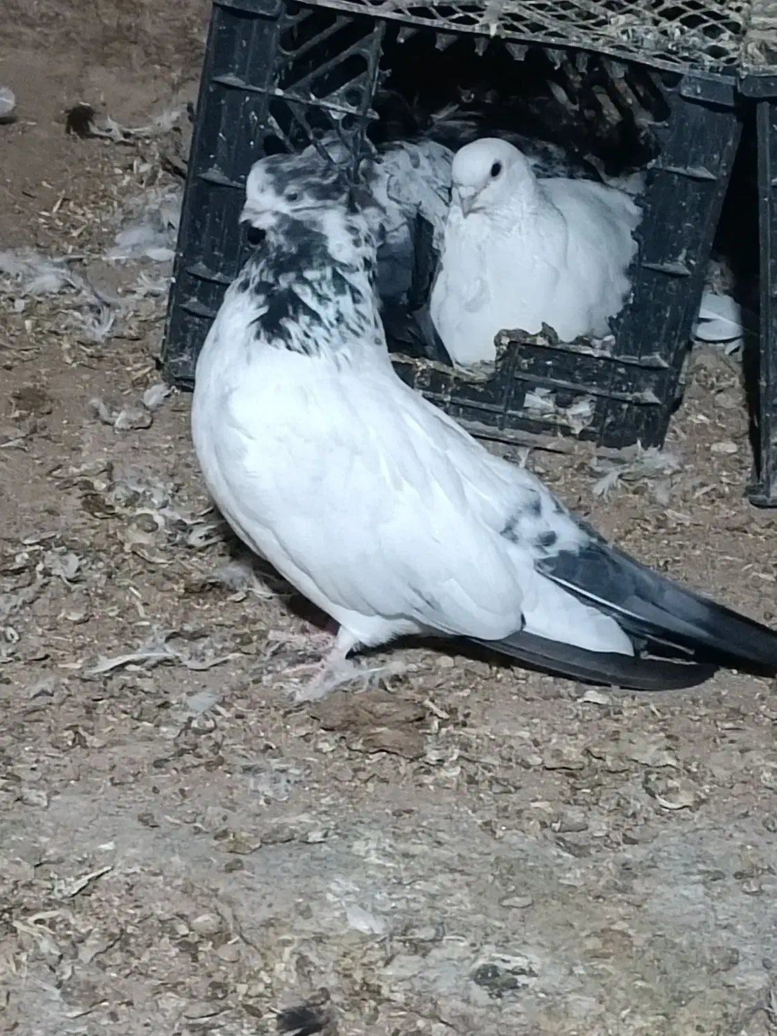 کفتر نوک قنار|پرنده|خزل, |دیوار