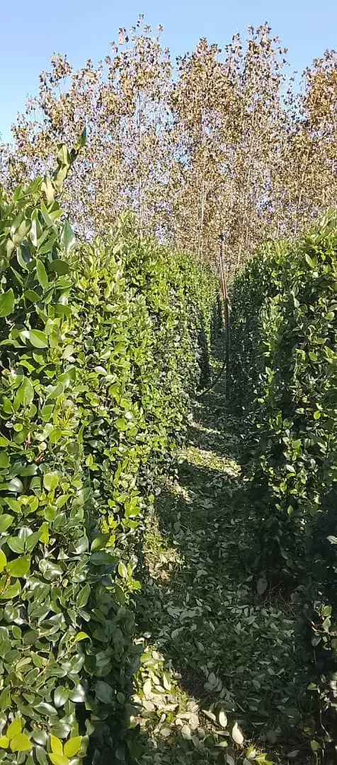 فروش یاس هلندی 2 متری|گل و گیاه طبیعی|رامسر, |دیوار