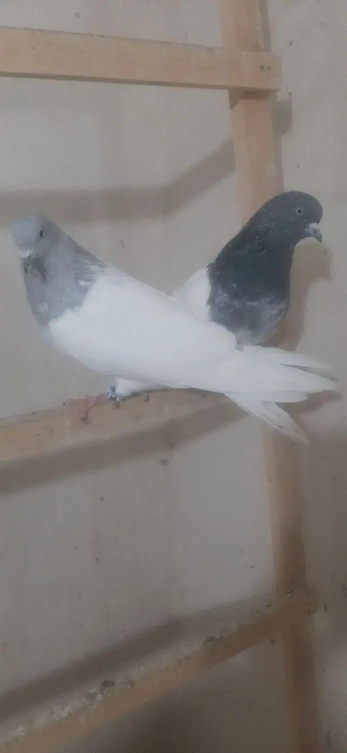 کفتر|پرنده|مرند, |دیوار