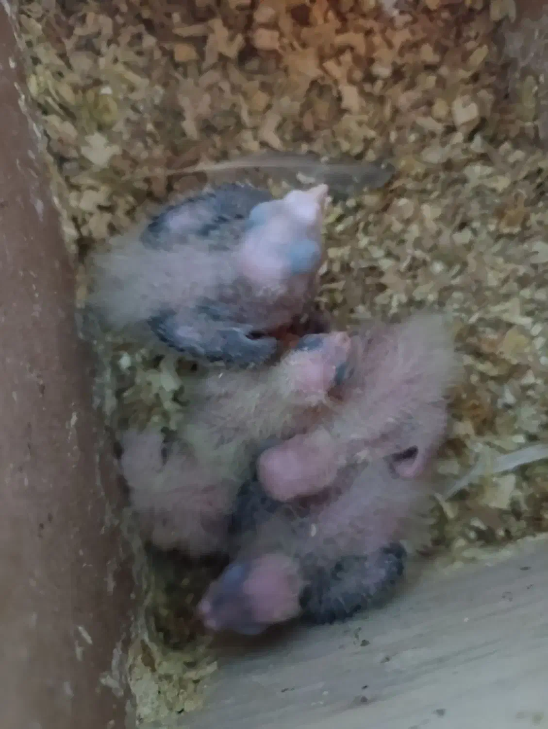 عروس هلندی مفت ببر|پرنده|مشهد, سجادیه|دیوار