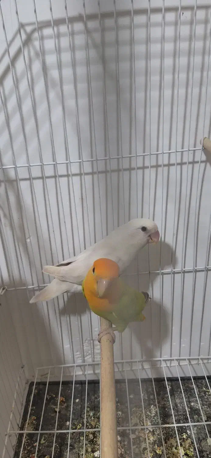 طوطی برزیلی با تخم و جوجه عروس هلندی|پرنده|بندرعباس, |دیوار