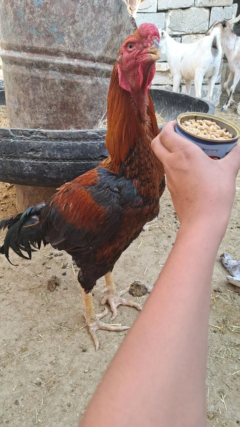 خروس لاری|حیوانات مزرعه|کوخرد هرنگ, |دیوار